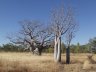 Adansonia gibbosa Dry season-1.jpg